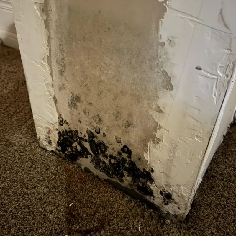 Professional Mold Removal in Alderson, WV